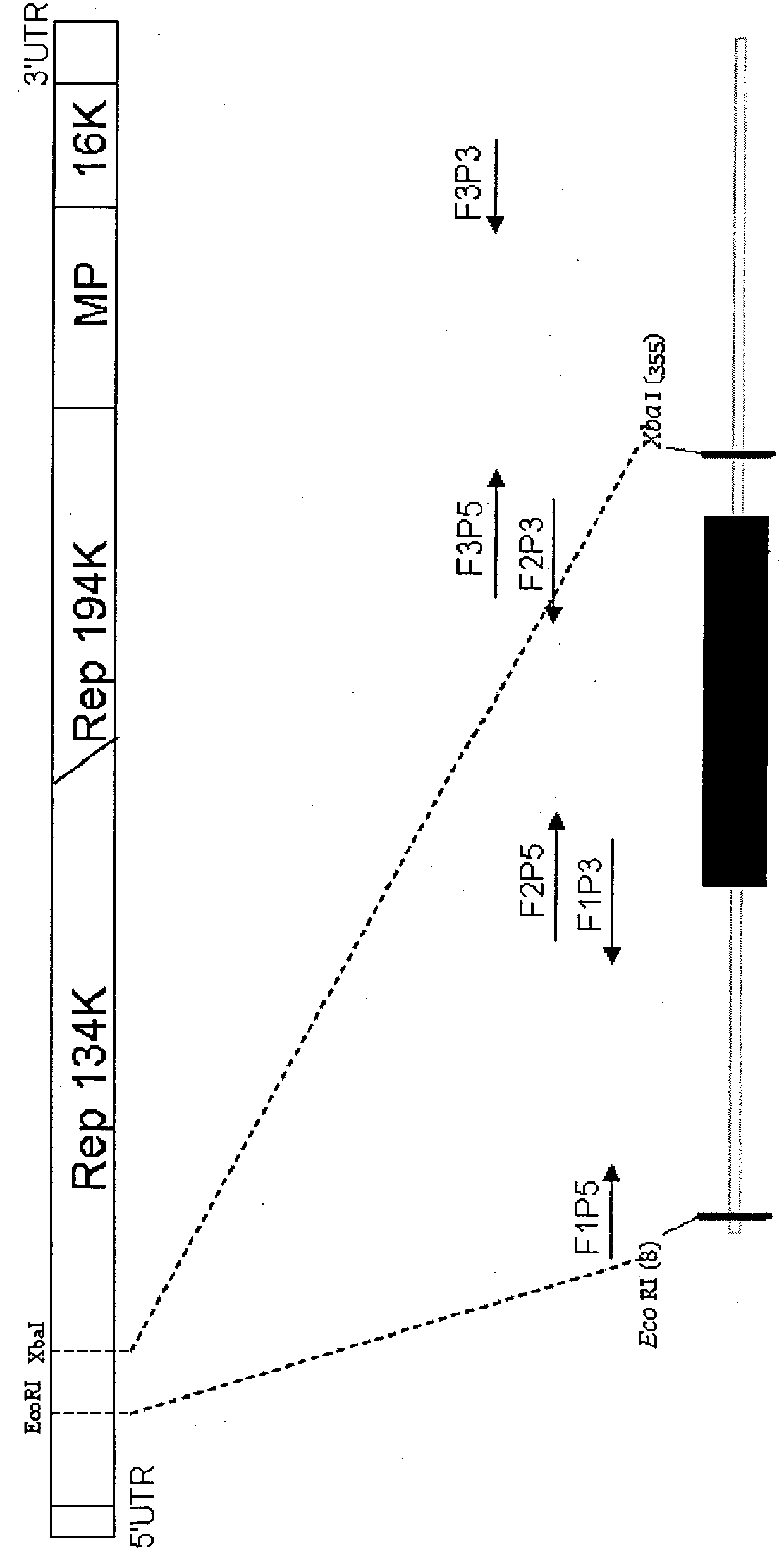 Virus induced gene silencing (VIGS) for functional analysis of genes in cotton