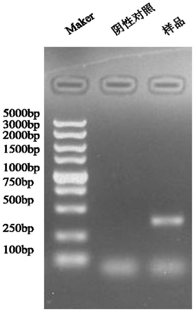 A Porcine Senega Valley Virus Strain and Its Application