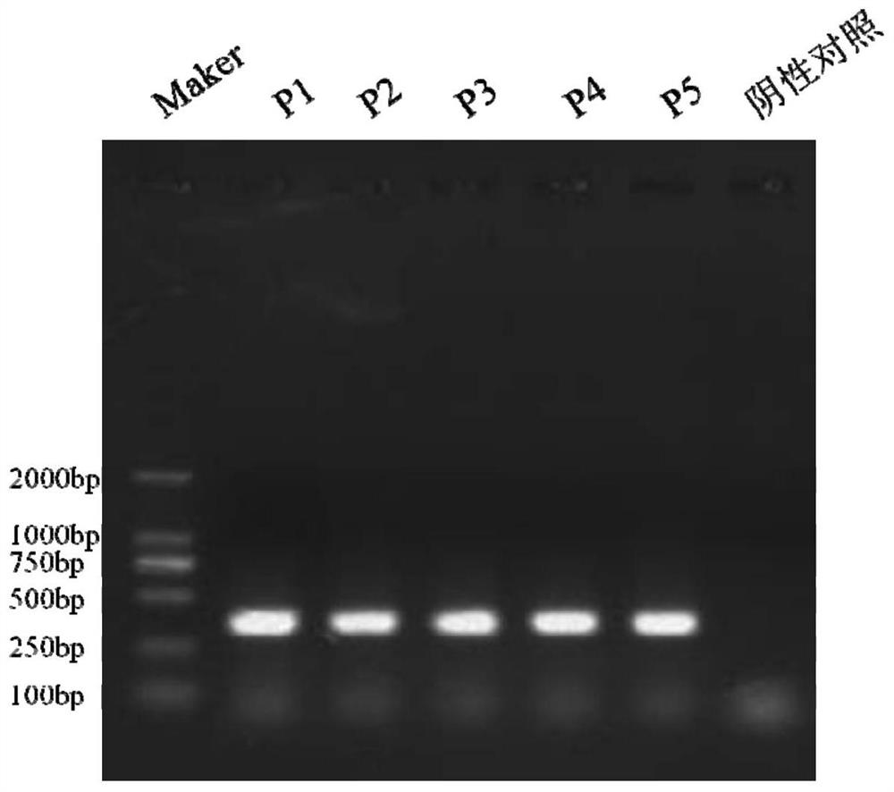 A Porcine Senega Valley Virus Strain and Its Application