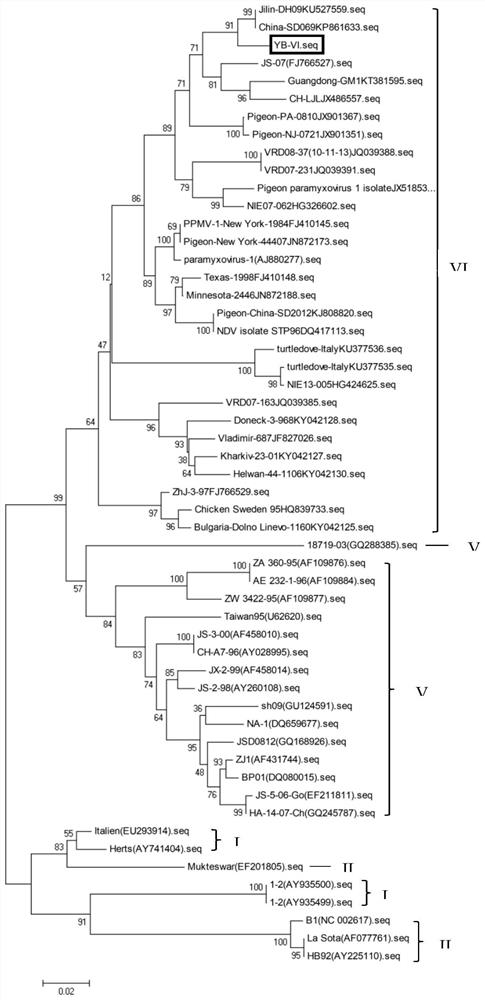 Newcastle disease virus gene VI type vaccine strain and application thereof