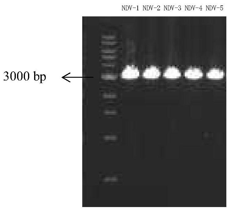 Newcastle disease virus gene VI type vaccine strain and application thereof