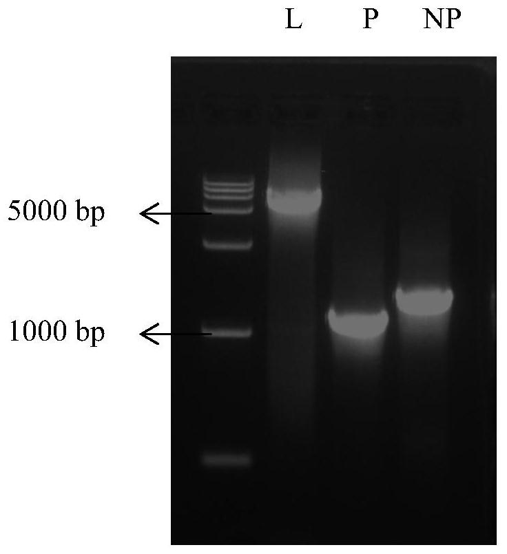 Newcastle disease virus gene VI type vaccine strain and application thereof