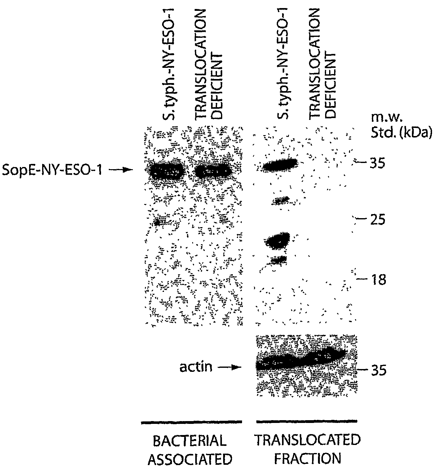 Methods for Stimulating an Immune Response Using Bacterial Antigen Delivery System