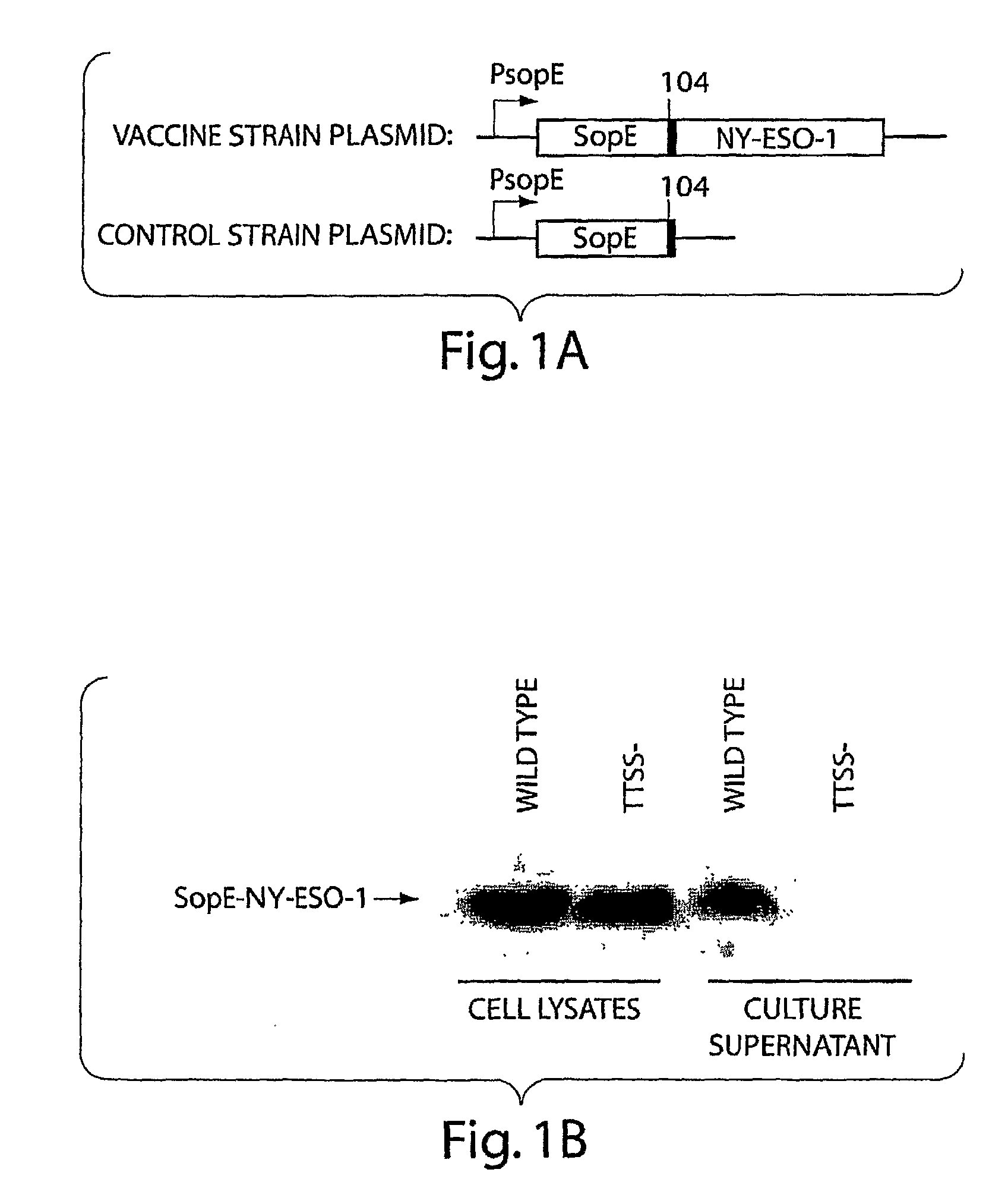 Methods for Stimulating an Immune Response Using Bacterial Antigen Delivery System