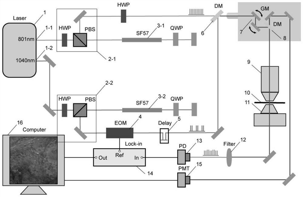 Endogastric biopsy histopathologic imaging method based on stimulated Raman scattering