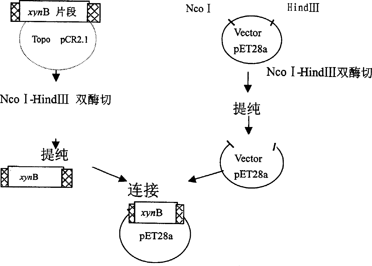 Heat-resisting xylanase and gene coding the xylanase