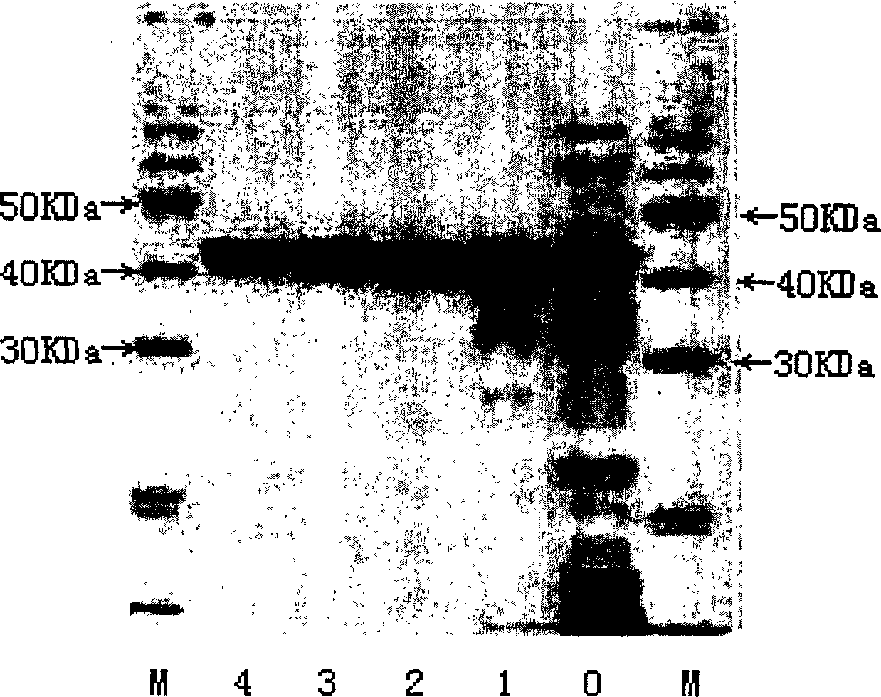 Heat-resisting xylanase and gene coding the xylanase