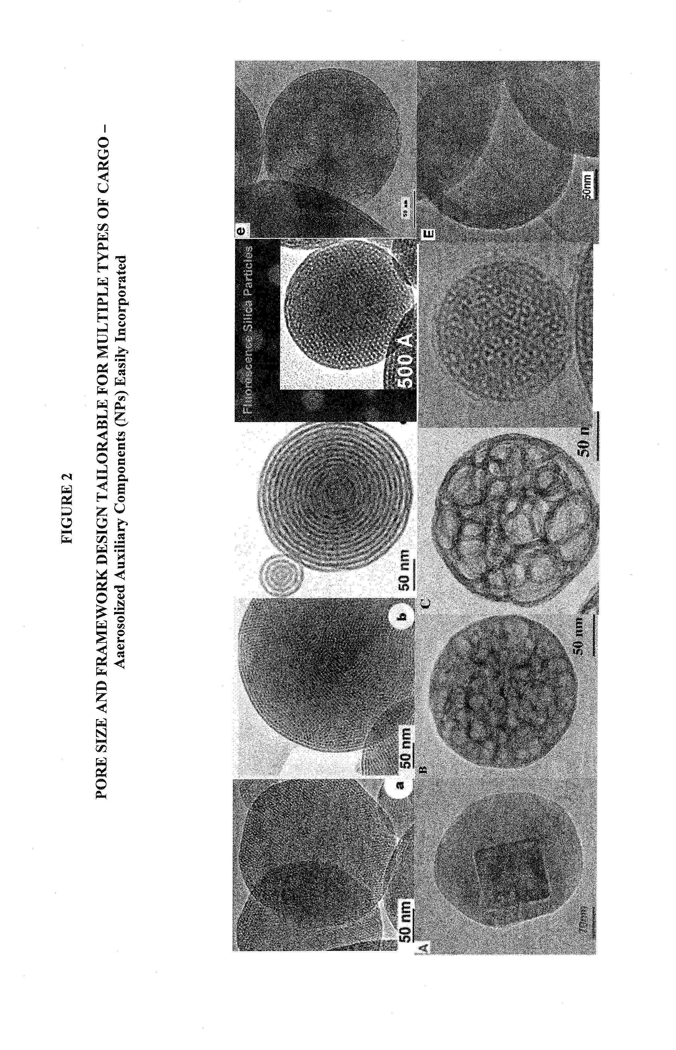 Porous nanoparticle-supported lipid bilayers (protocells) for targeted delivery including transdermal delivery of cargo and methods thereof