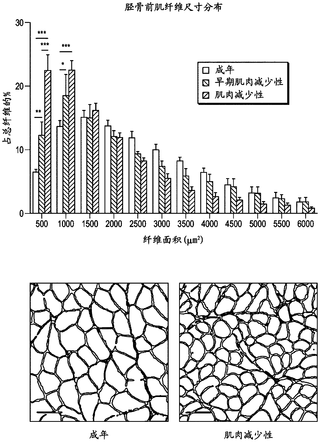 Compositions and methods using oleuropein or curcumin for muscle quality and/or muscle mass