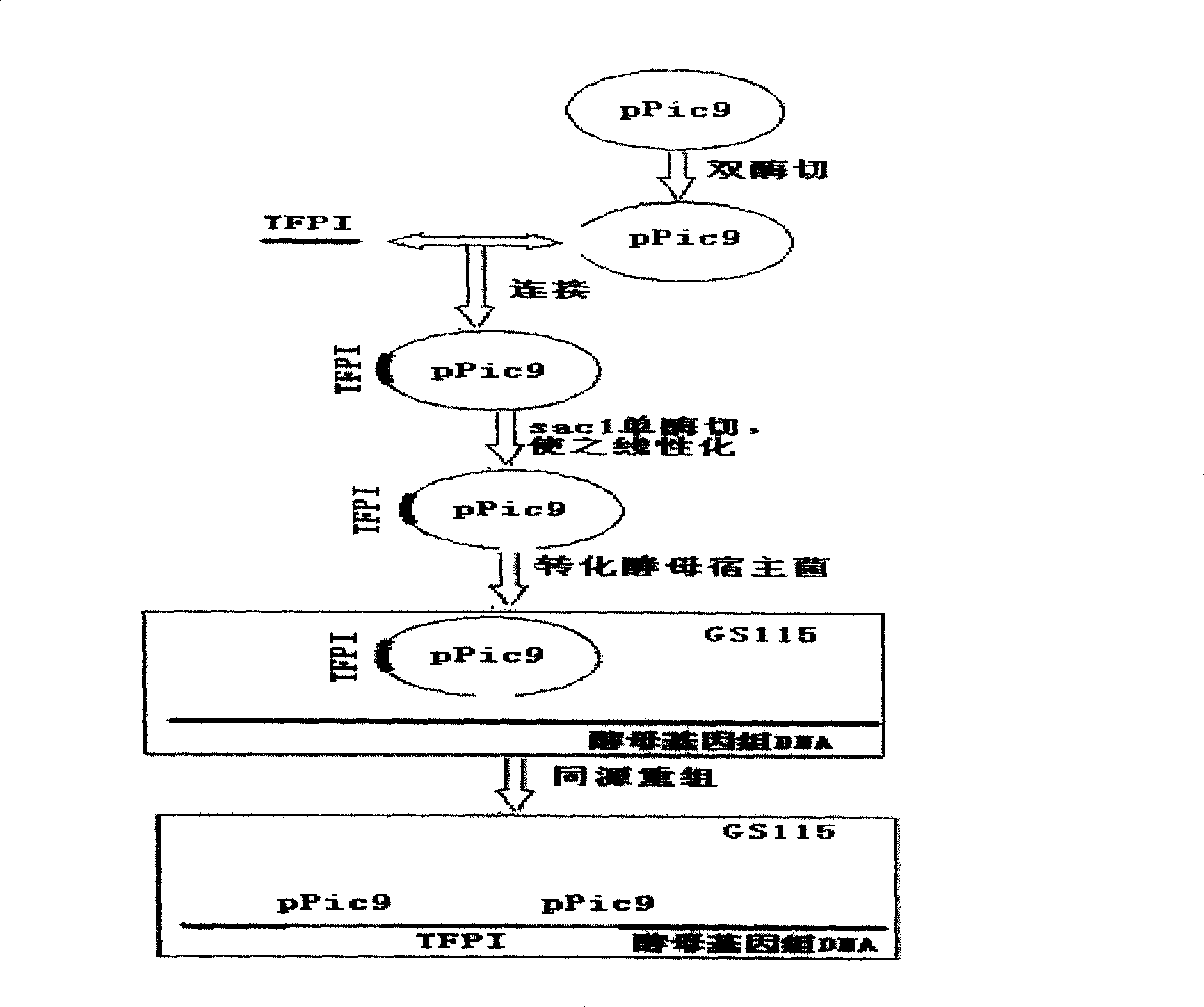 Human tissue factor pathway inhibitory factor mutation gene m0TFPI, recombination carrier and recombination microzyme including the same