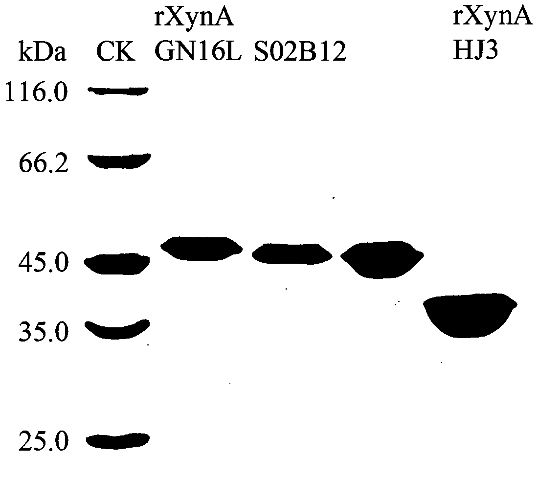 A thermosensitive mutant of xylanase and its preparation method and application