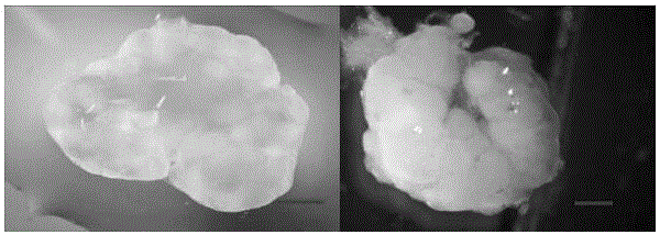 Preparation method of mouse ECMs, obtained mouse ECMs from different sources and mouse ovarium in-vivo regeneration method