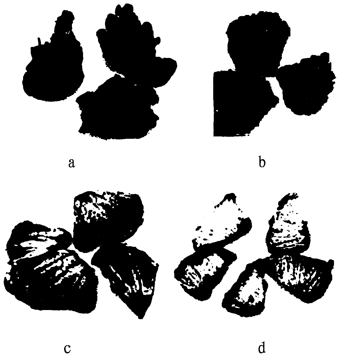 Cistanche deserticola medicinal material processing method