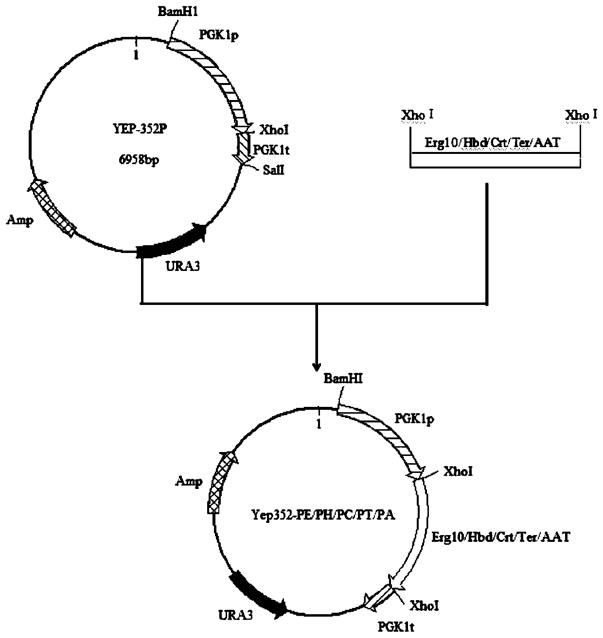 Saccharomyces cerevisiae strain with high yield of ethyl butyrate and construction method and application of saccharomyces cerevisiae strain