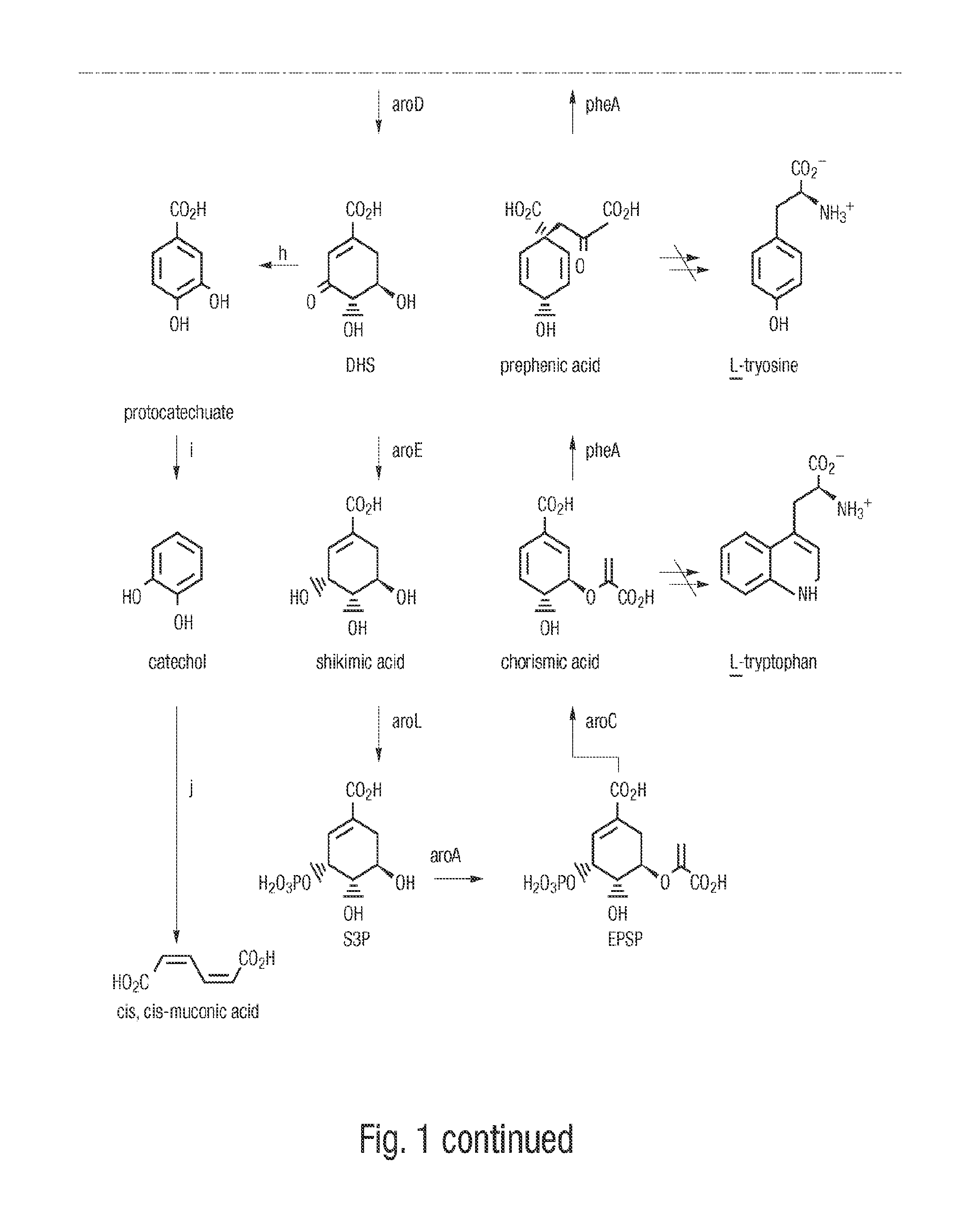 Methods for producing isomers of muconic acid and muconate salts