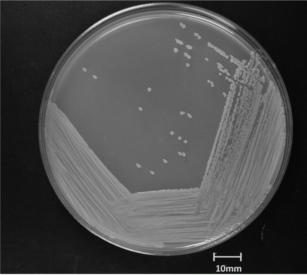 Culture medium and fermentation method for producing alginate lyase by fermentation of microvesicle bacterial genus