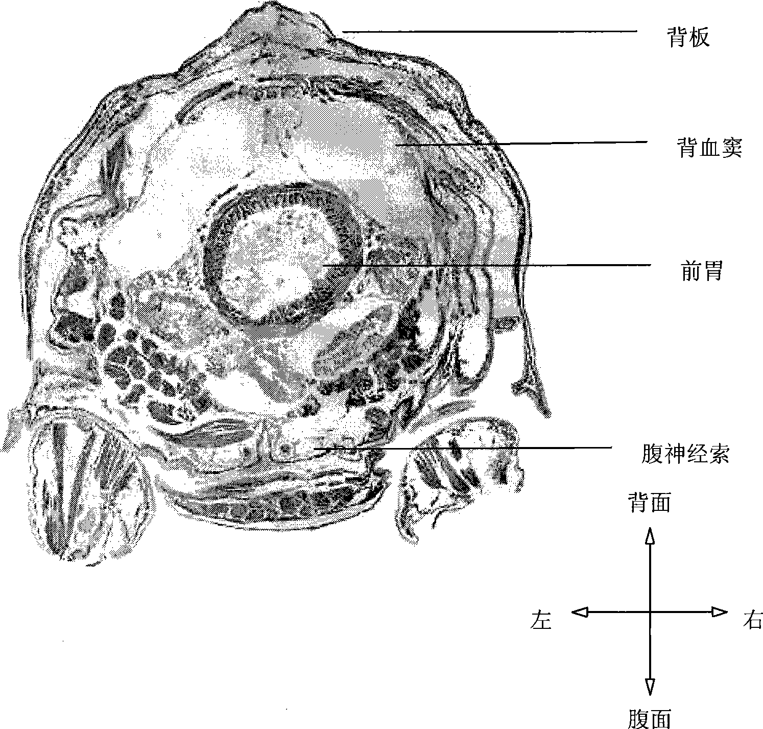 Preprocessing method of Orthoptera insect integer serial section