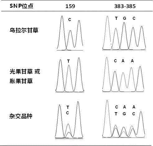 Rapid molecular identification method for glycyrrhiza uralensis, glycyrrhiza glabra, glycyrrhiza inflate and hybrid variety thereof