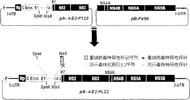 Construction and application of E2 gene-based insertable swine fever virus cDNA vector