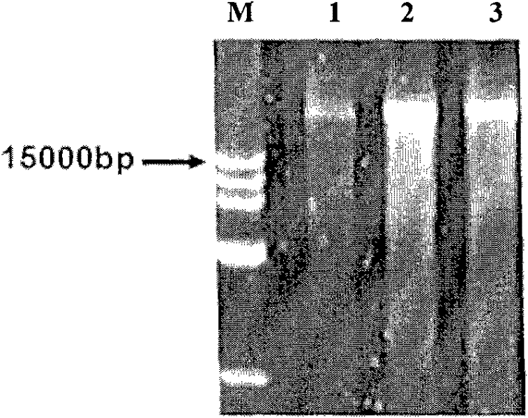 Construction and application of E2 gene-based insertable swine fever virus cDNA vector