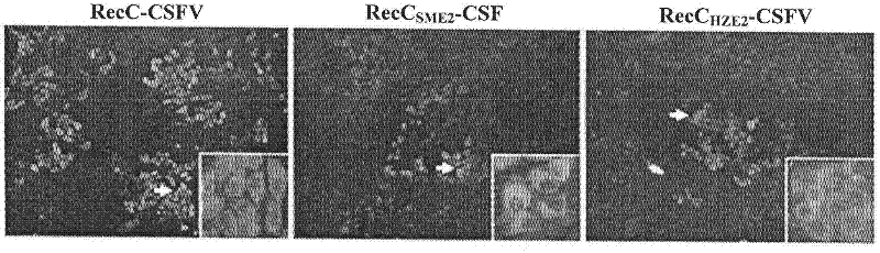 Construction and application of E2 gene-based insertable swine fever virus cDNA vector