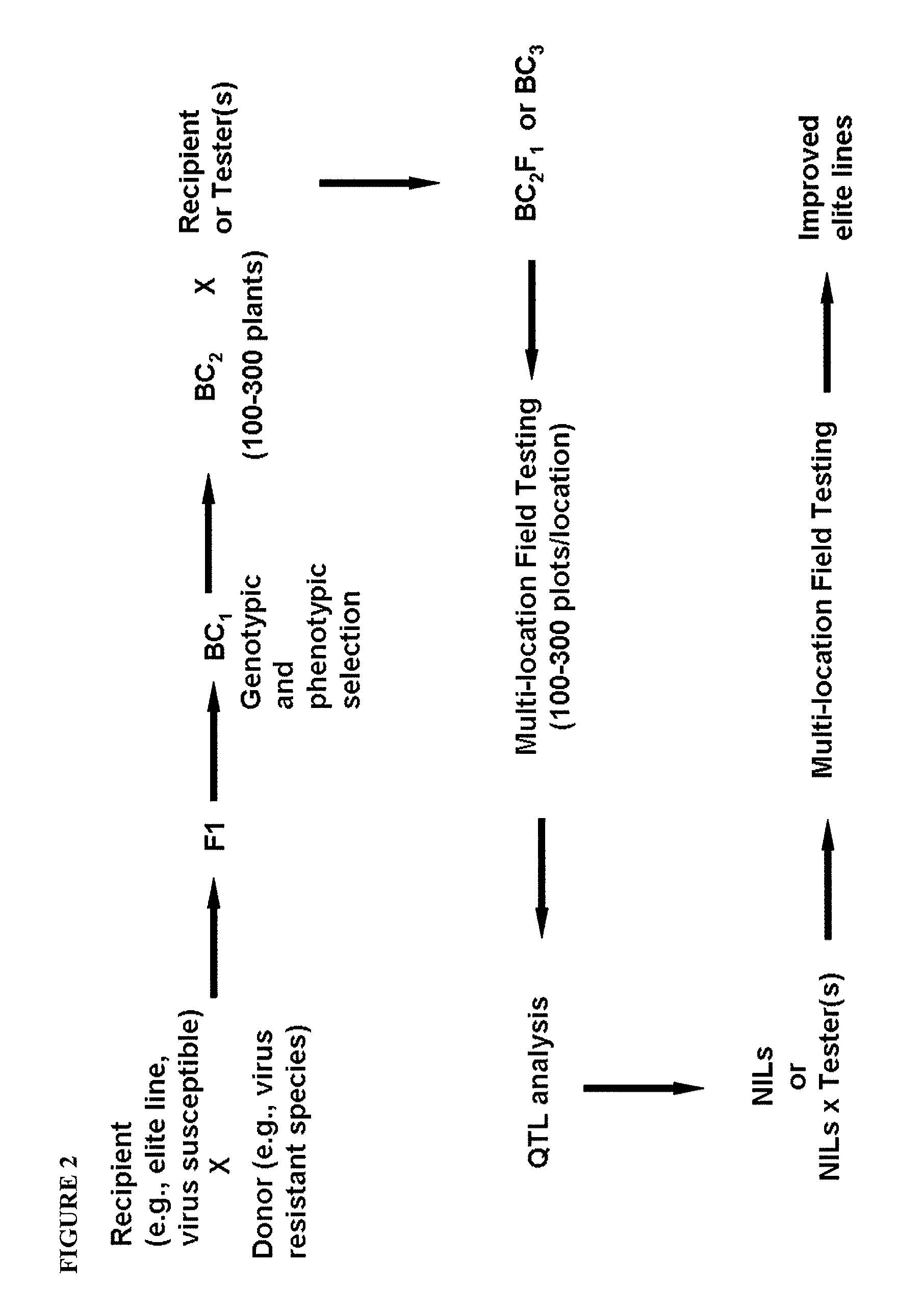 Squash leaf curl virus (SLVC) resistance in cucurbits