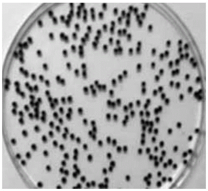 Nano heterogeneous Fenton catalyst with alginate core coated with copper/magnetic Fe3O4 and preparation method of Nano heterogeneous Fenton catalyst