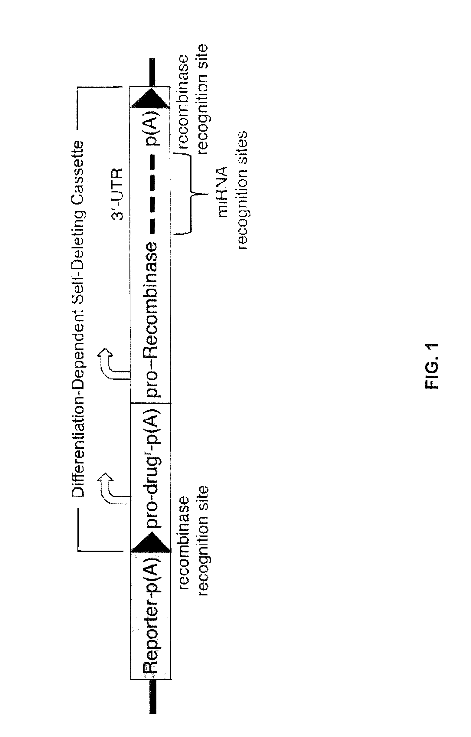 miRNA-Regulated Differentiation-Dependent Self-Deleting Cassette