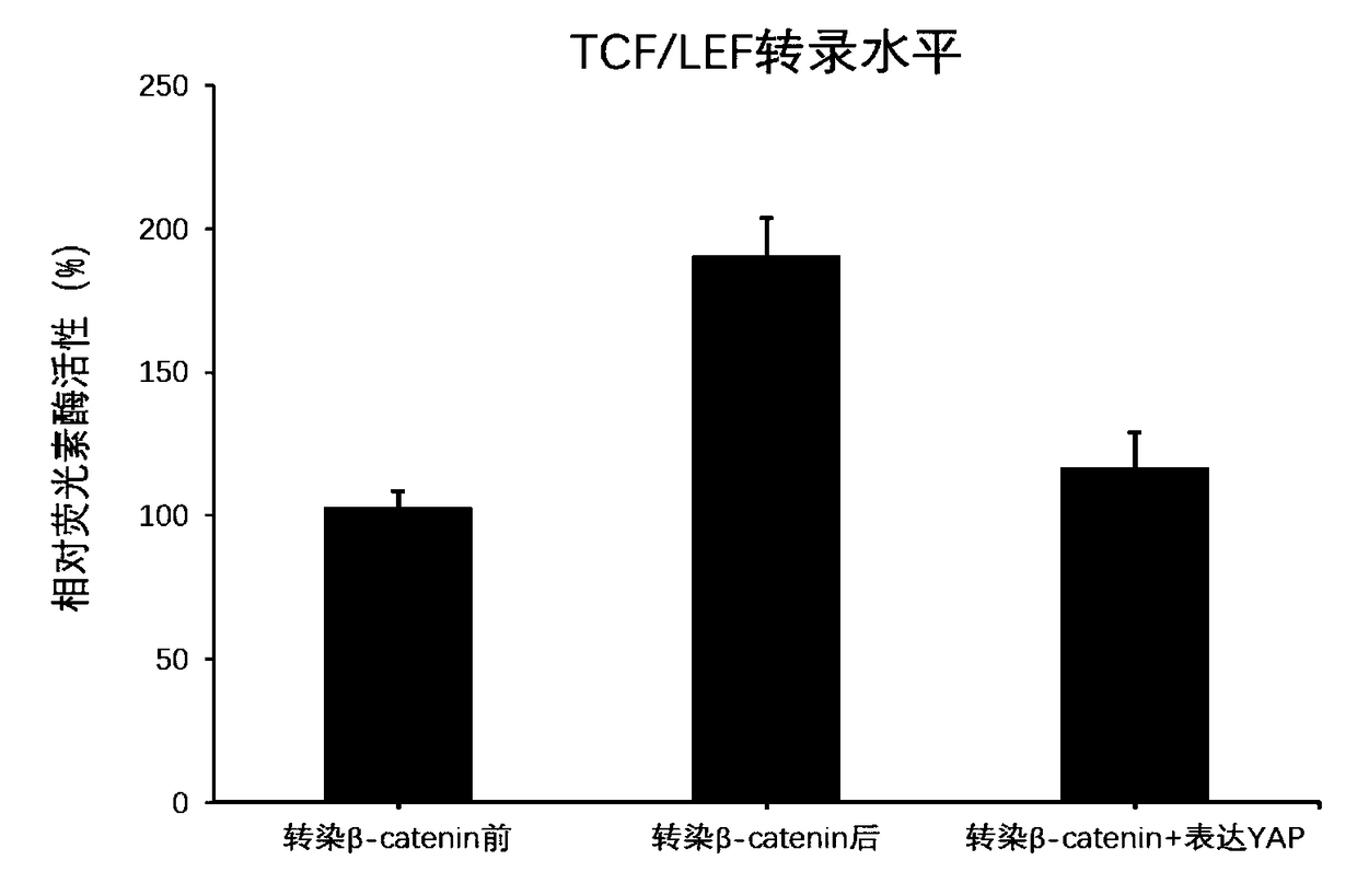 Use of interaction of Hippo-YAP channel and Wnt channel in adipose-derived stem cell cell-spectrum fate choice