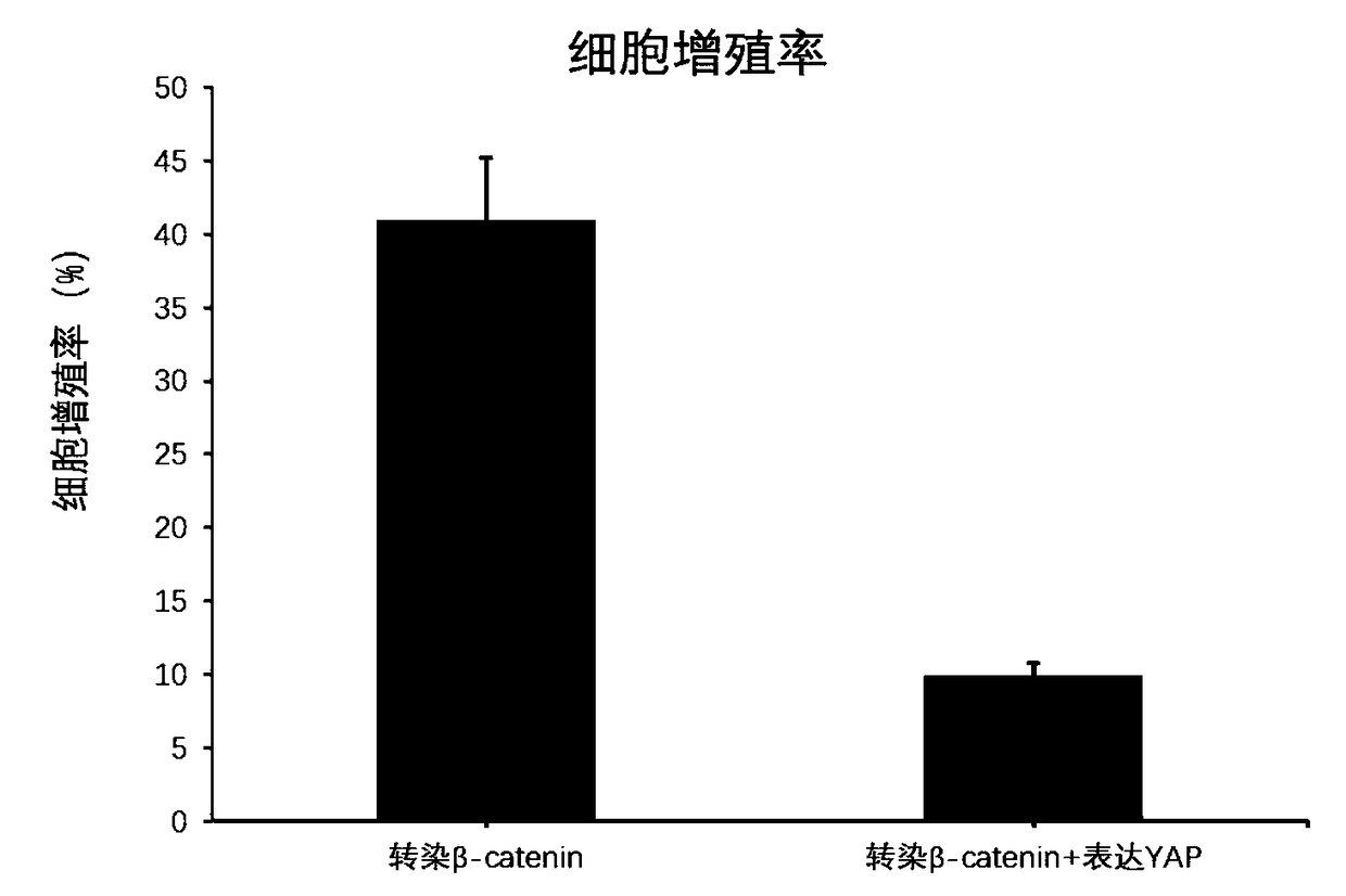 Use of interaction of Hippo-YAP channel and Wnt channel in adipose-derived stem cell cell-spectrum fate choice