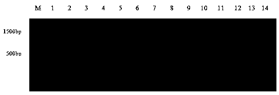 Three specific genes capable of generating fumonisins fusarium microspecies and application thereof