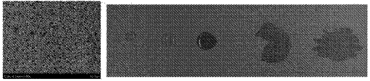 Method for manufacturing separator and electro-chemical device equipped with separator manufactured thereby