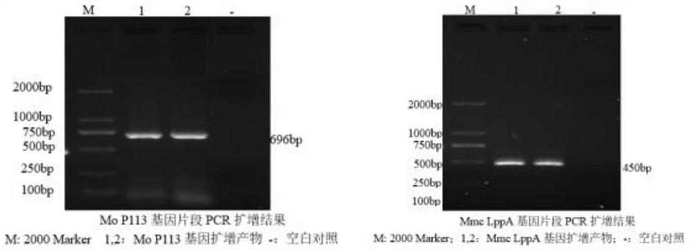 Construction method of multi-pathogen mycoplasma ovine pneumonia nucleic acid vaccine