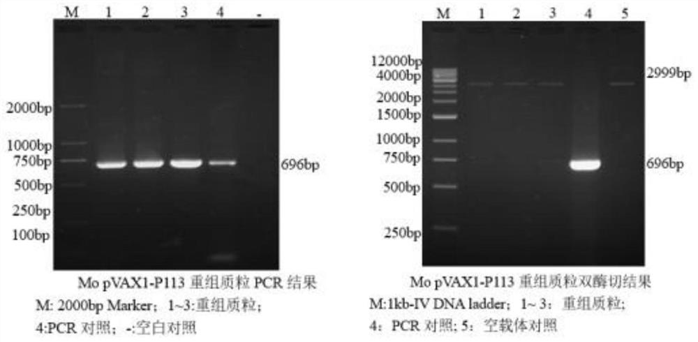 Construction method of multi-pathogen mycoplasma ovine pneumonia nucleic acid vaccine