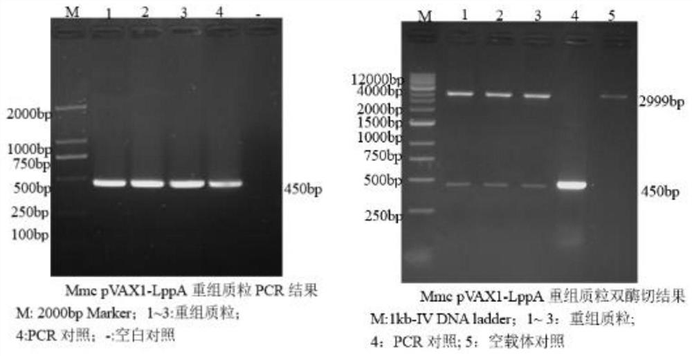 Construction method of multi-pathogen mycoplasma ovine pneumonia nucleic acid vaccine