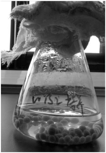 Microbial immobilization agent for increasing available nitrogen of tea garden soil and preparation method thereof