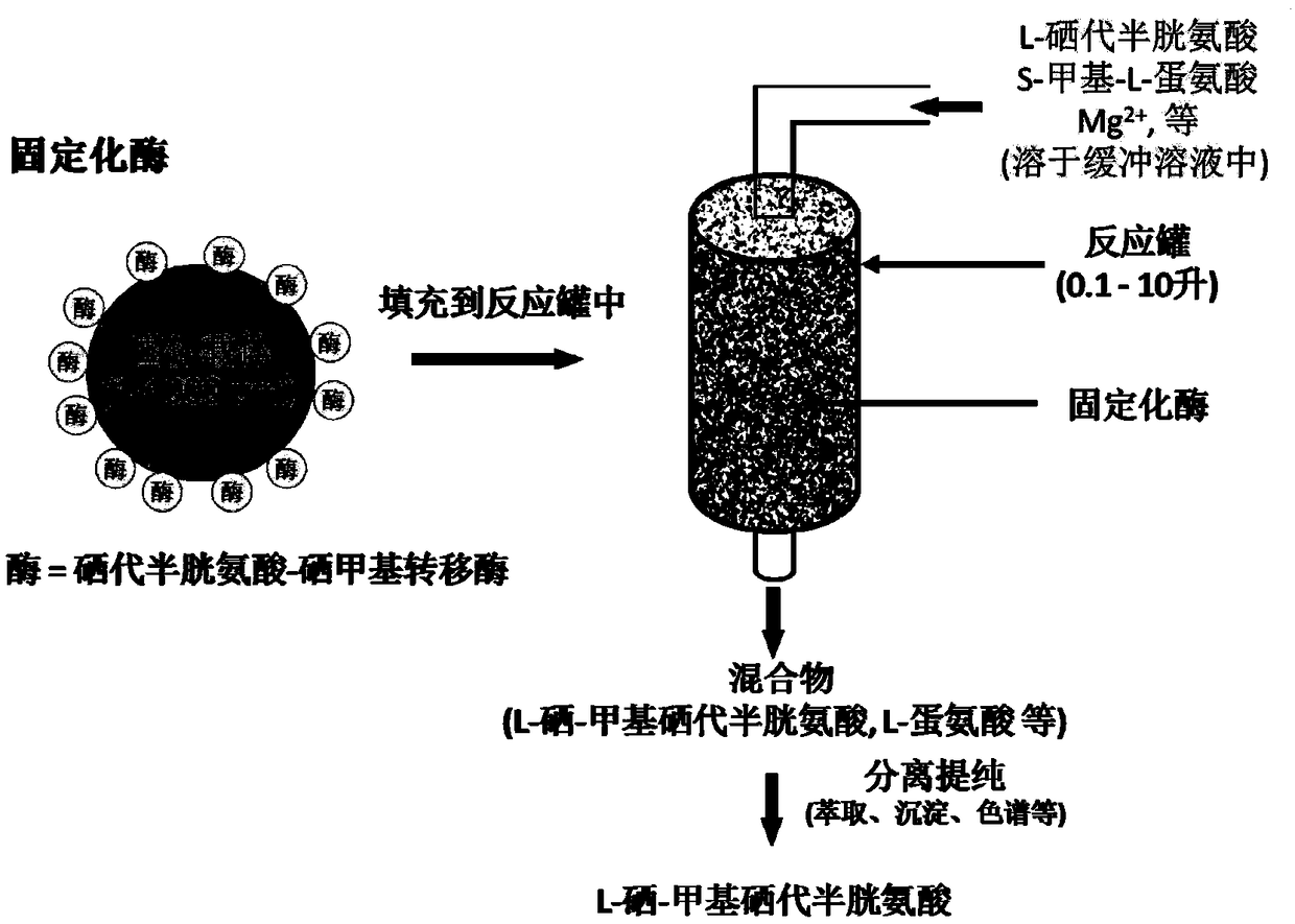 Enzymatic synthesis method for L-selenium-methyl selenocysteine