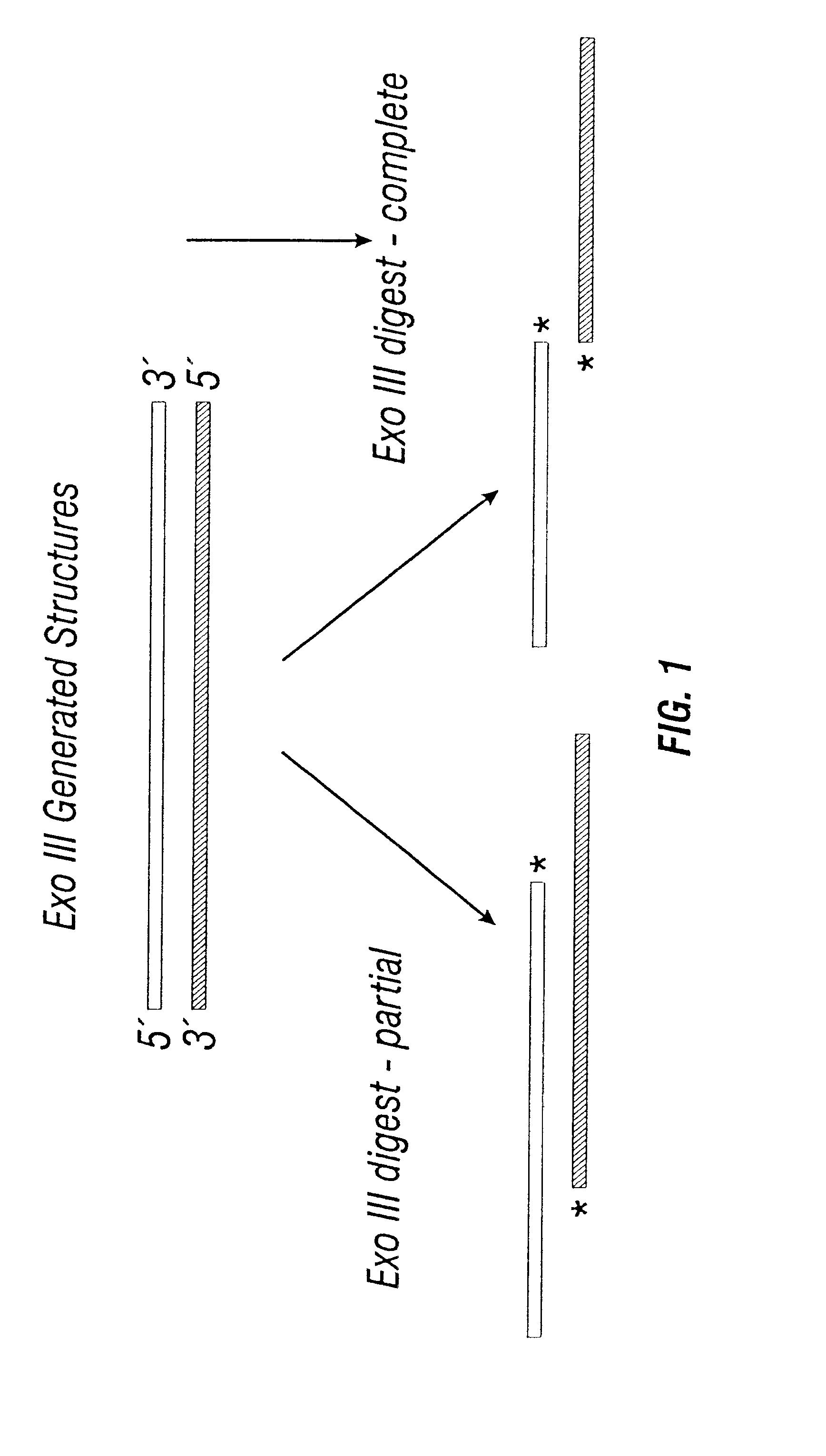 Non-stochastic generation of genetic vaccines