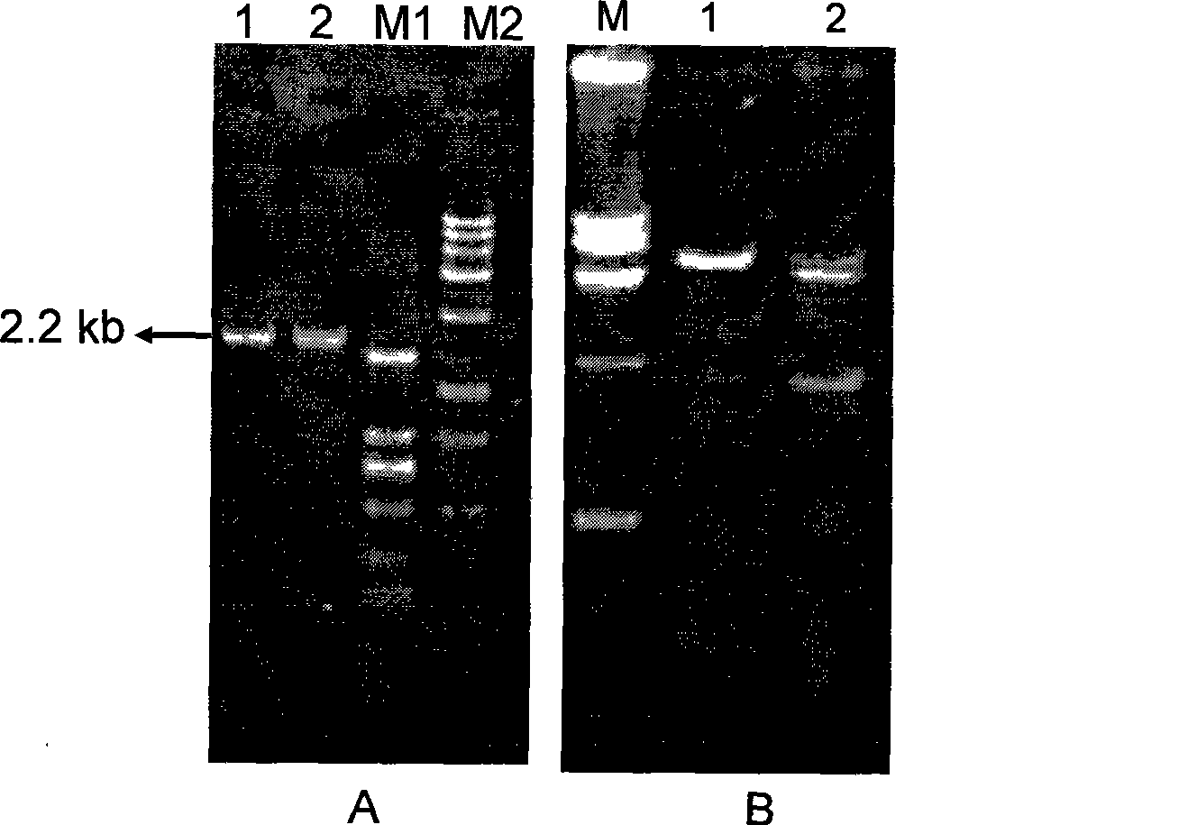 Application of dominant negative mutant F427N as anthrax toxin inhibitor and vaccine