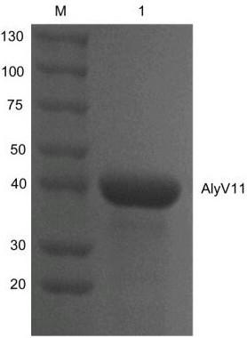 Endonuclease-type alginate lyase with warm restoration characteristics as well as application thereof