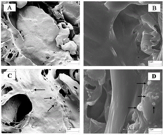 Preparation and application of PCL-PLA (polycaprolactone-polylactic acid) tissue engineering composite scaffold with liver cell anti-aging function