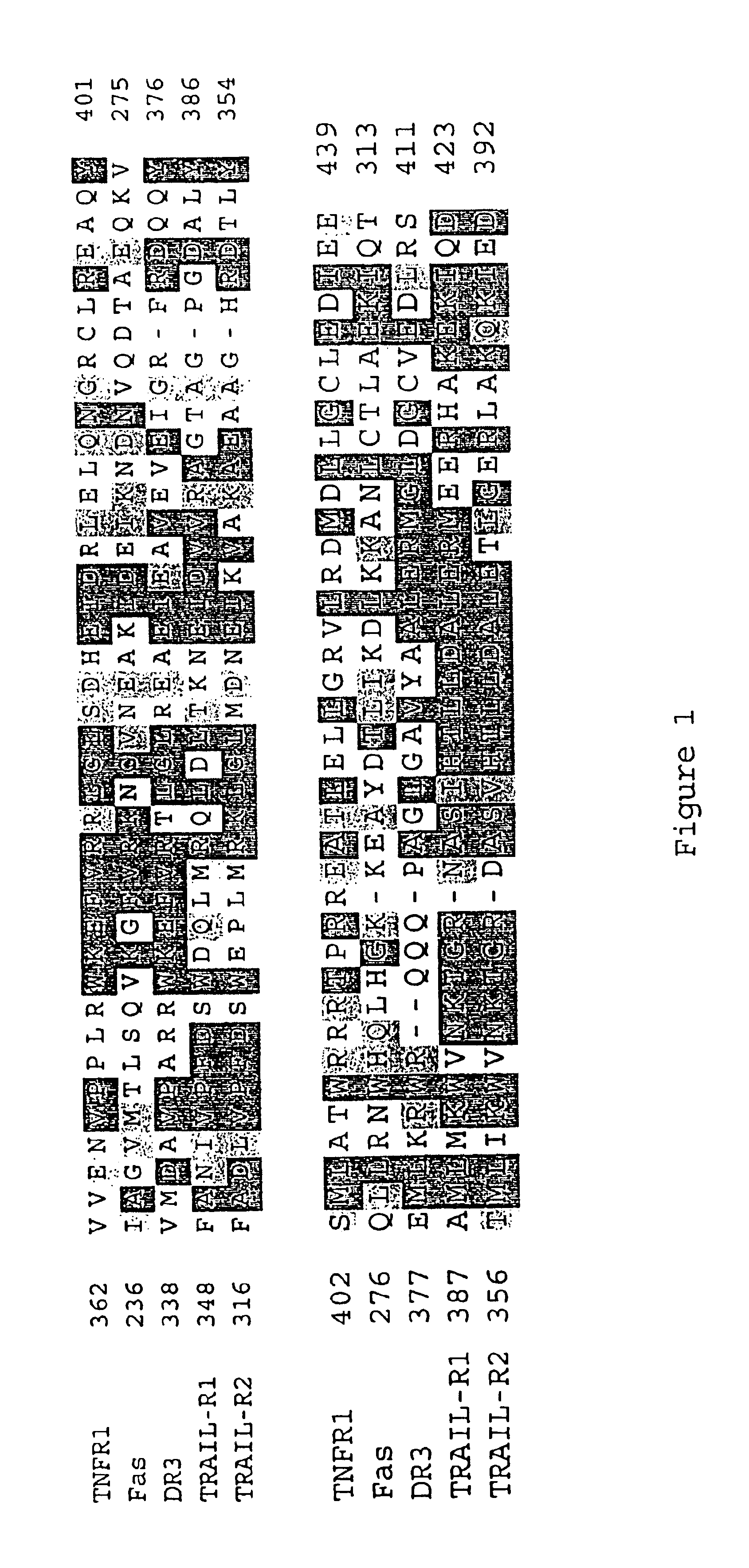 Inhibiting apoptosis with adenovirus RID protein