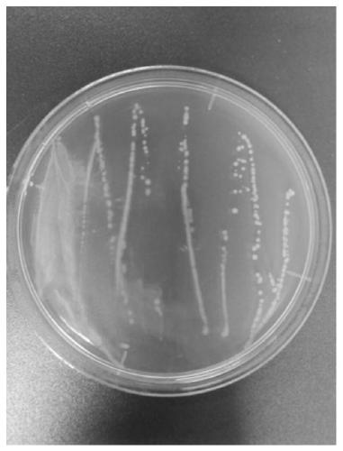 Lactococcus lactis ZF625 and application thereof