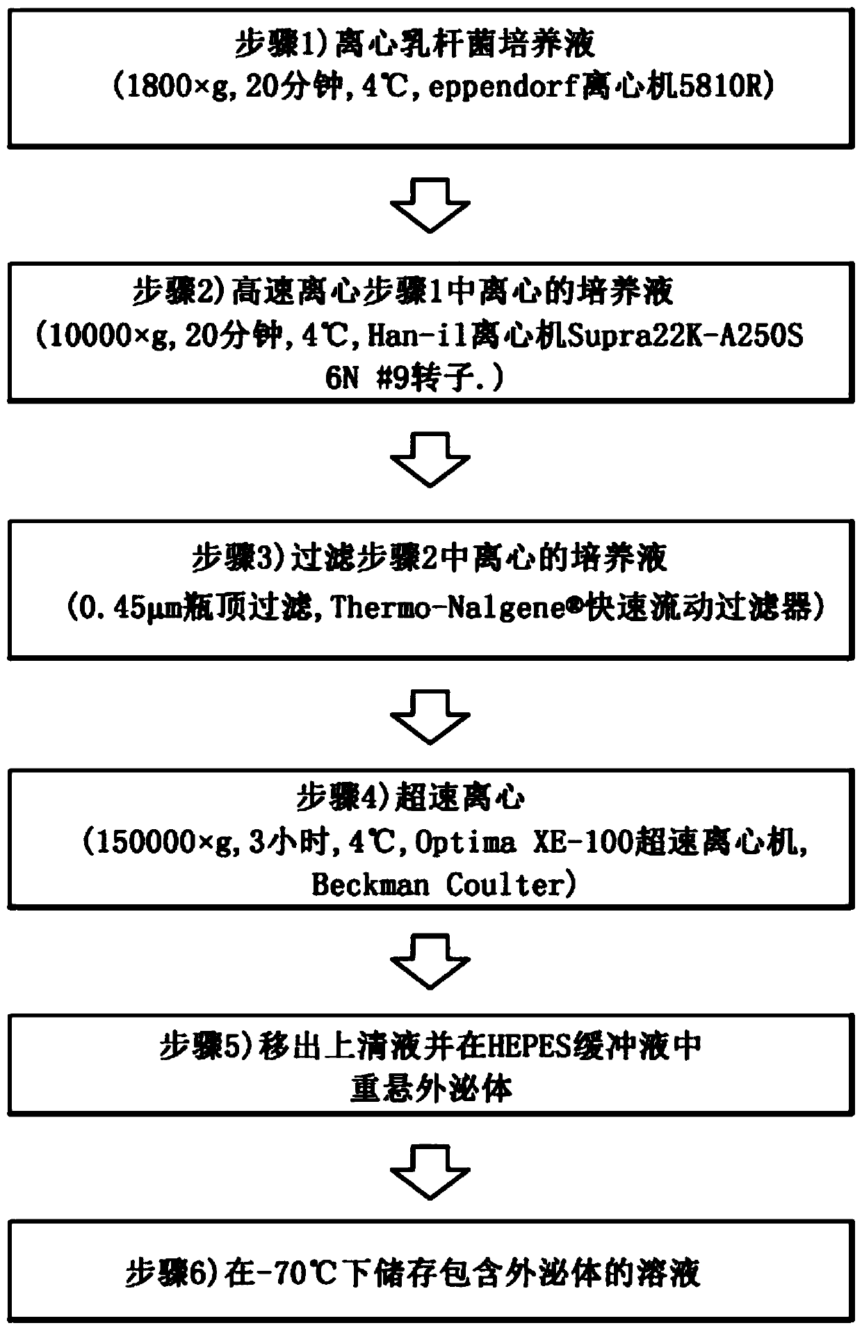 Anti-aging composition comprising lactic acid bacteria-derived extracellular vesicle