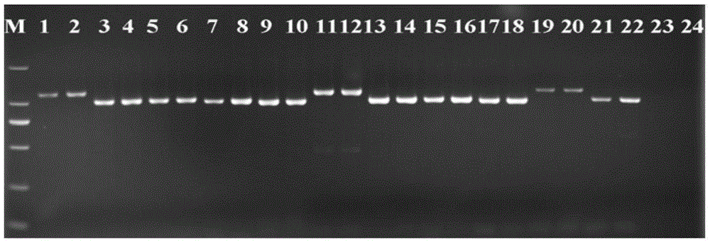 New combination of universal amplification primers for plant parasitic nematode ribosomal its region and method of using the same