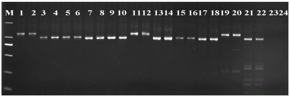 New combination of universal amplification primers for plant parasitic nematode ribosomal its region and method of using the same