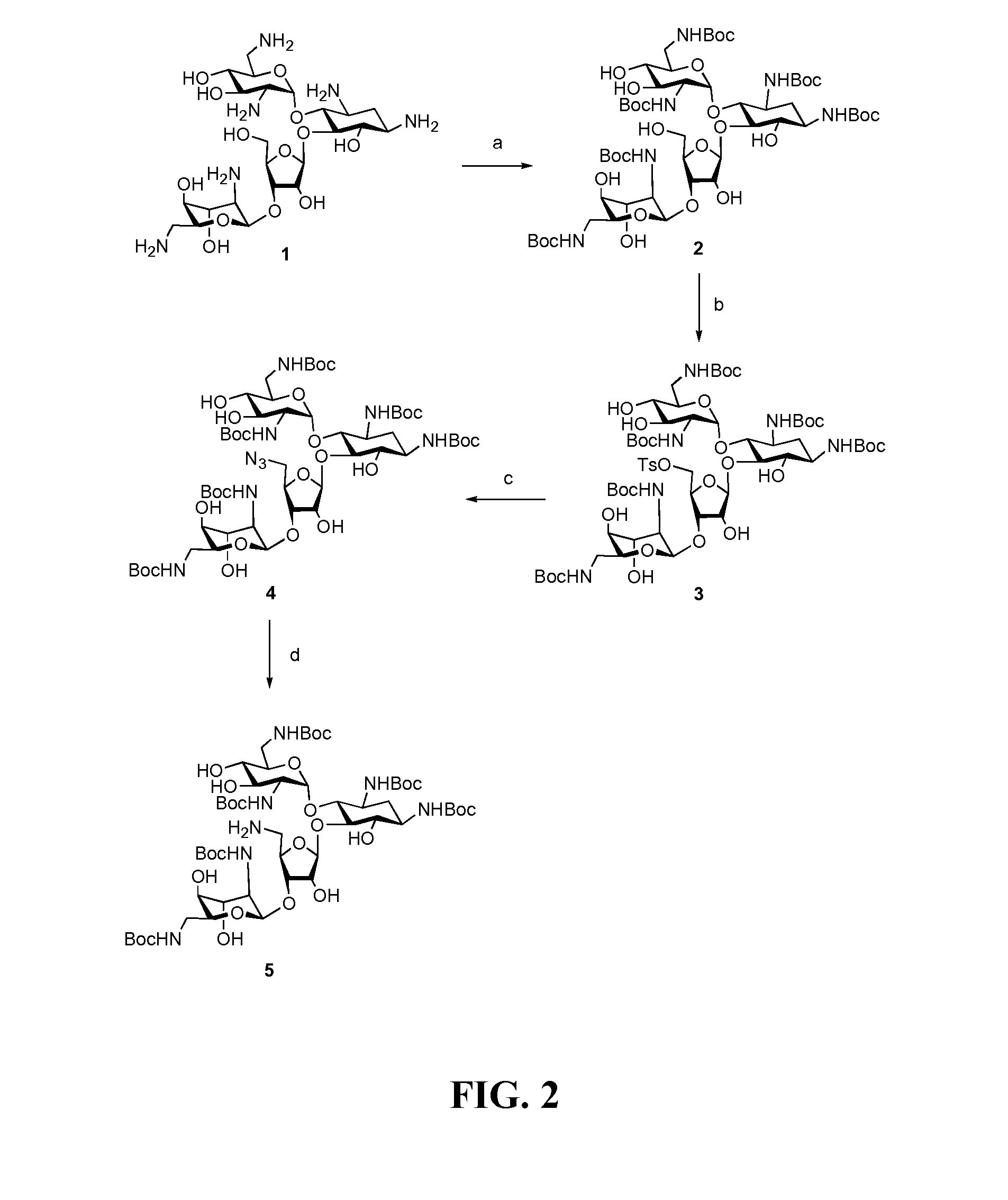 Hydrophobically enhanced aminoglycosides