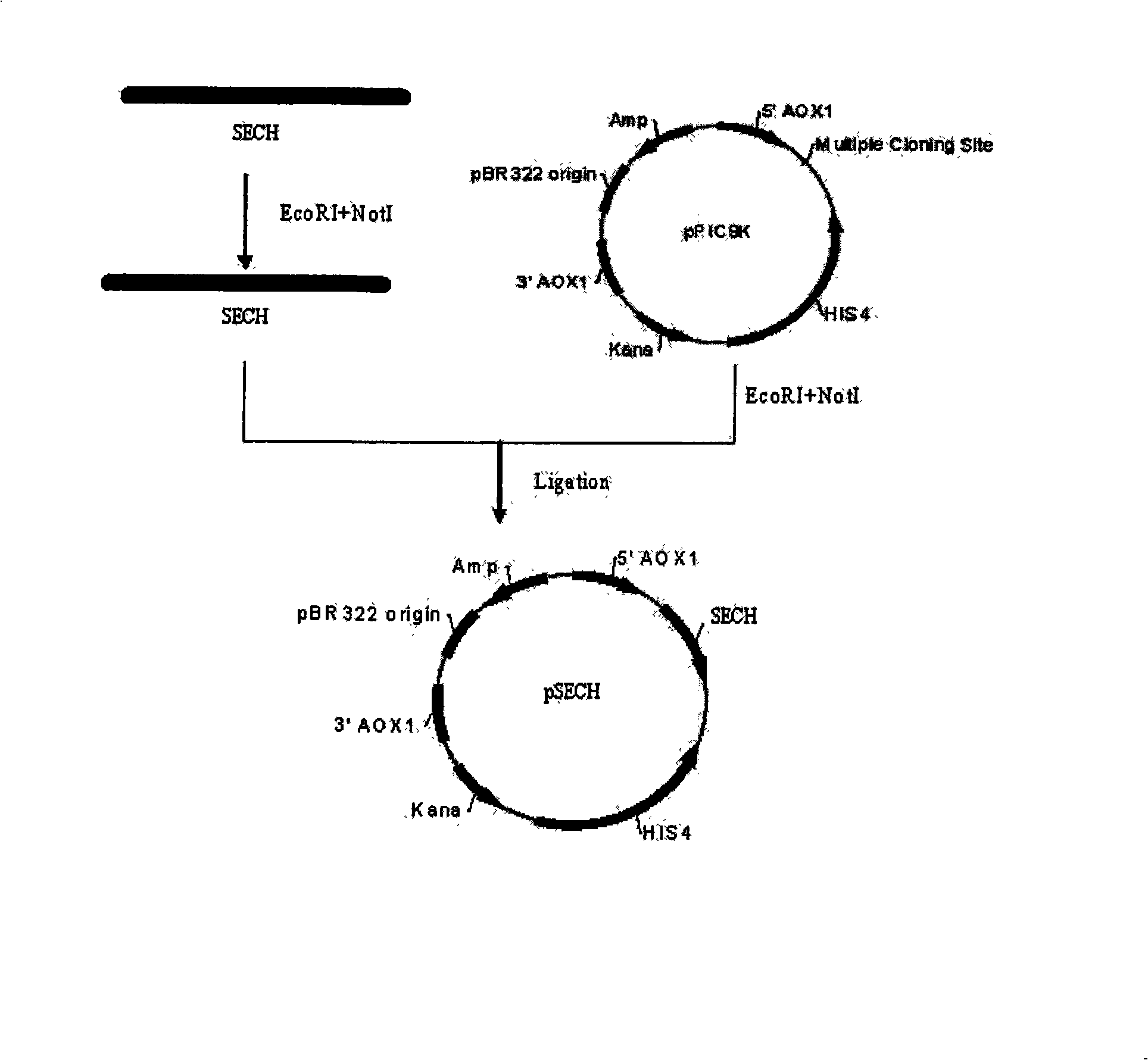 Recombined endo-chitinase gene order and recombinant vector threreof