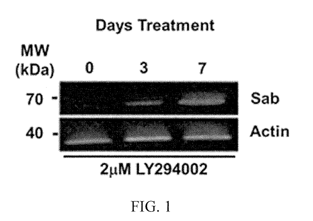 SAB as a biomarker for degenerative diseases and therapeutic sensitivity in cancers