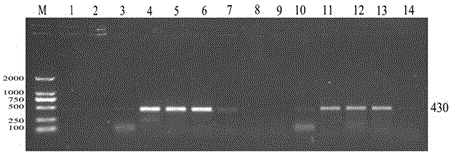 A kind of canine single-chain antibody and its construction method and application